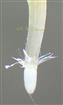  Pappus in Disc floret